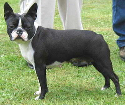 TERRIER DE BOSTON